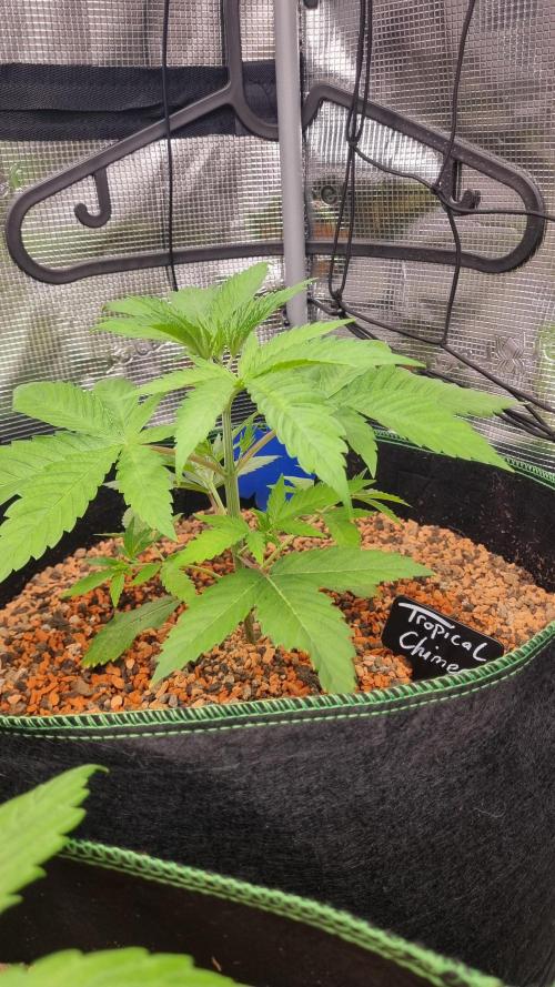 Seed Supplier Project. Week 3