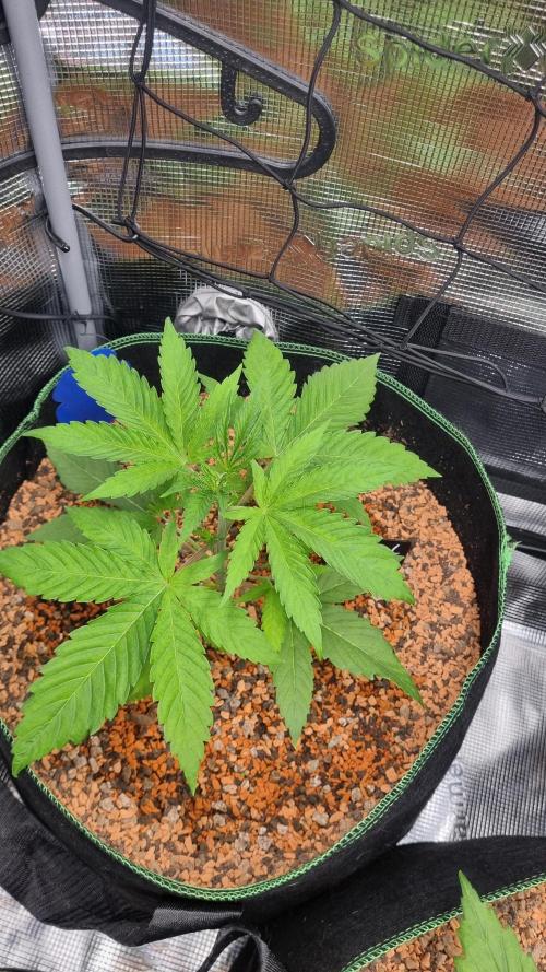 Seed Supplier Project. Week 3