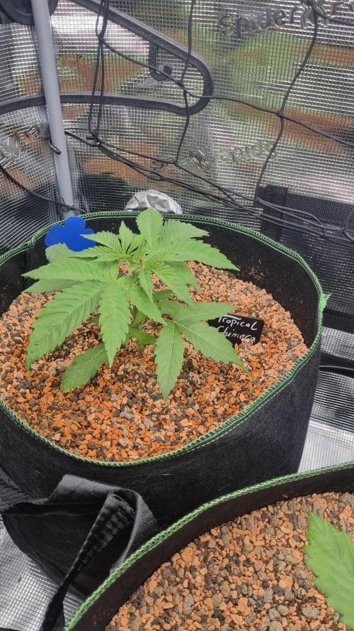 Seed Supplier Project. Week 3