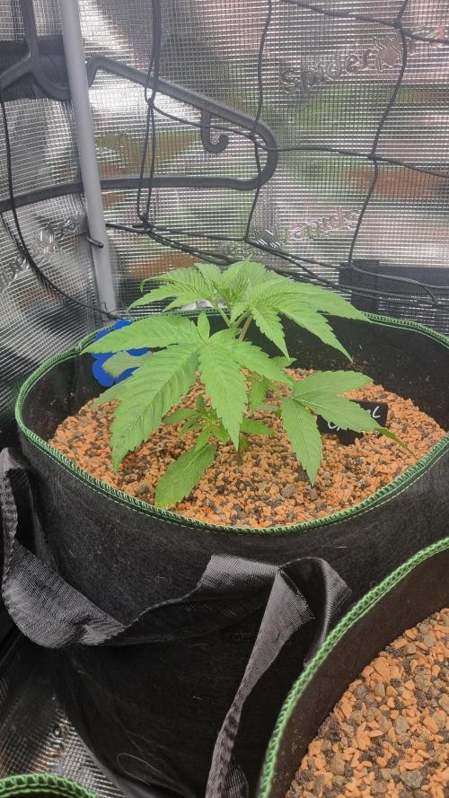 Seed Supplier Project. Week 3