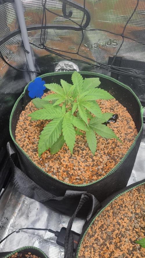 Seed Supplier Project. Week 3