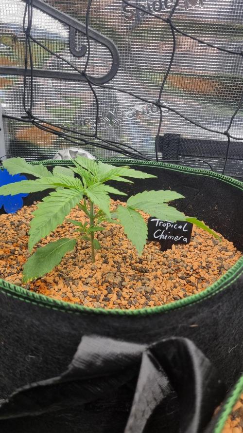 Seed Supplier Project. Week 3
