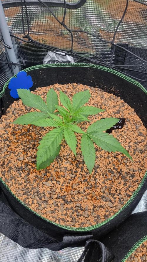 Seed Supplier Project. Week 3