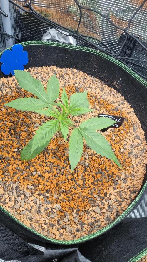 Seed Supplier Project. Week 3