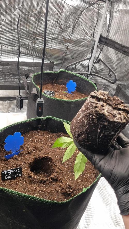 Seed Supplier Project. Week 3