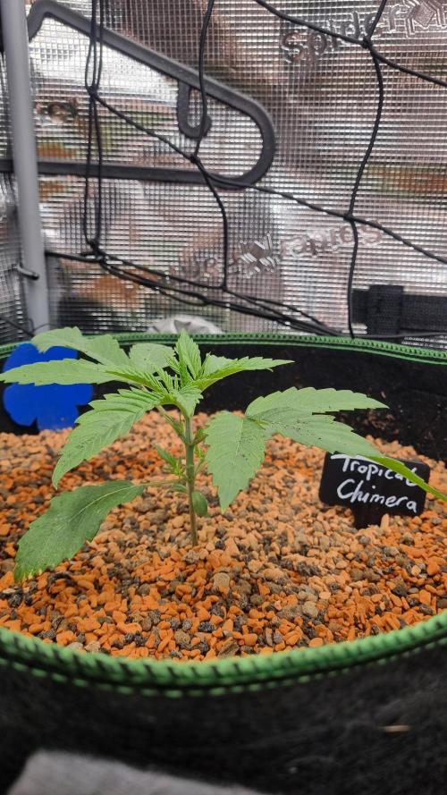 Seed Supplier Project. Week 3