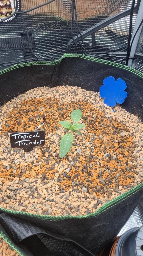Seed Supplier Project. Week 2