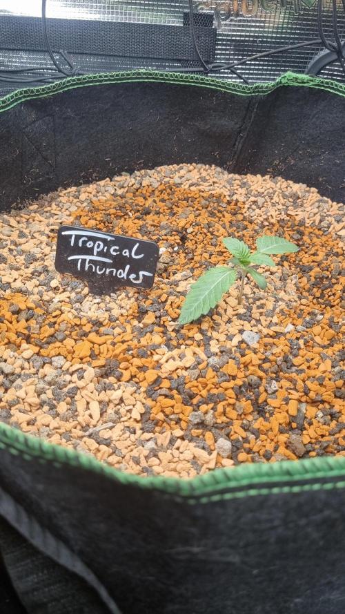 Seed Supplier Project. Week 2