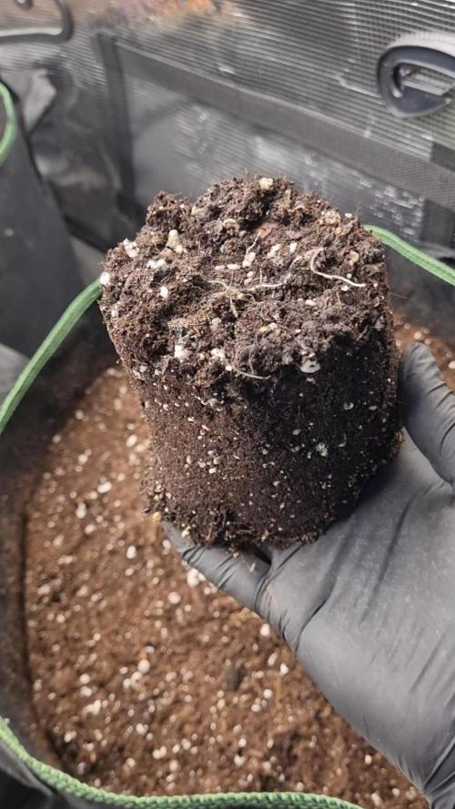 Seed Supplier Project. Week 2