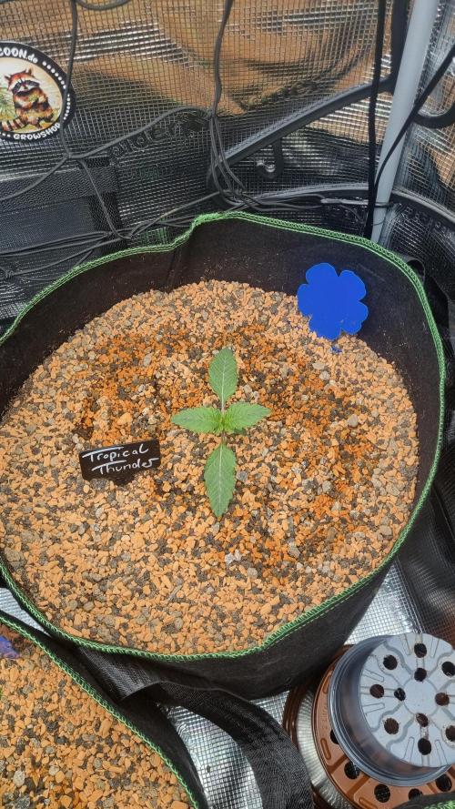 Seed Supplier Project. Week 2