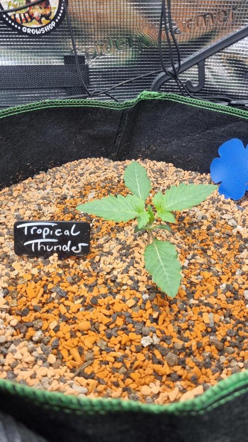 Seed Supplier Project. Week 2