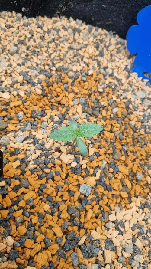Seed Supplier Project. Week 2