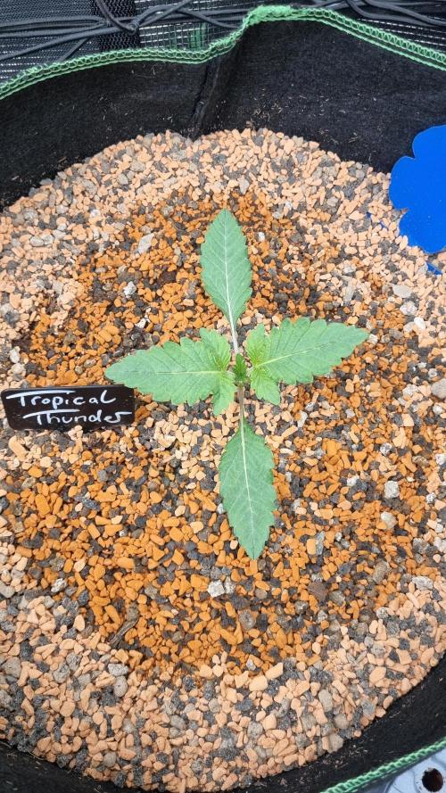 Seed Supplier Project. Week 2