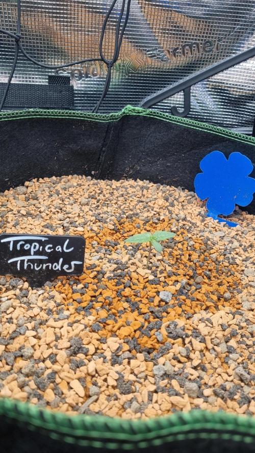 Seed Supplier Project. Week 2
