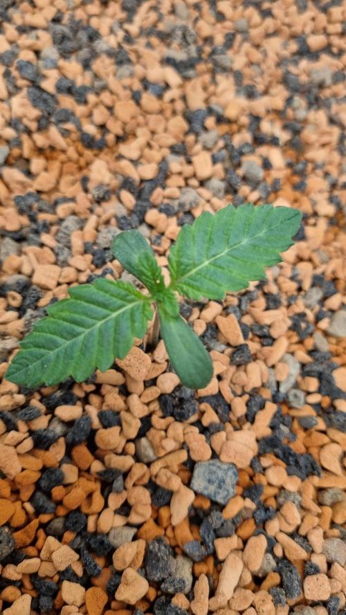 Seed Supplier Project. Week 2