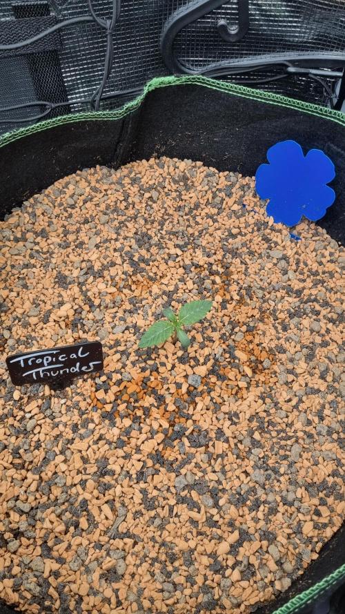 Seed Supplier Project. Week 2