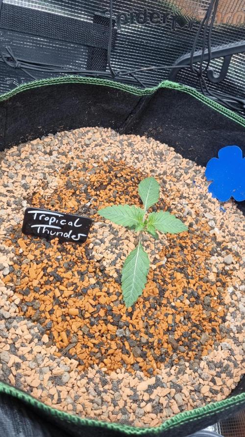 Seed Supplier Project. Week 2