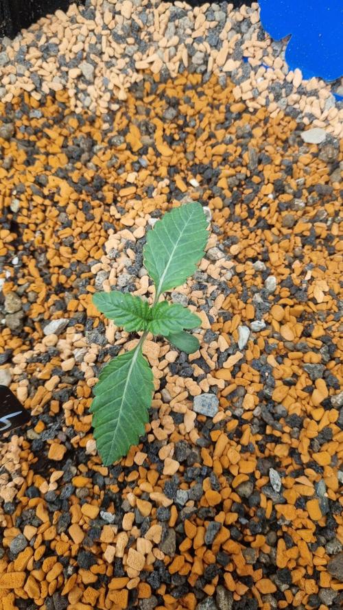 Seed Supplier Project. Week 2