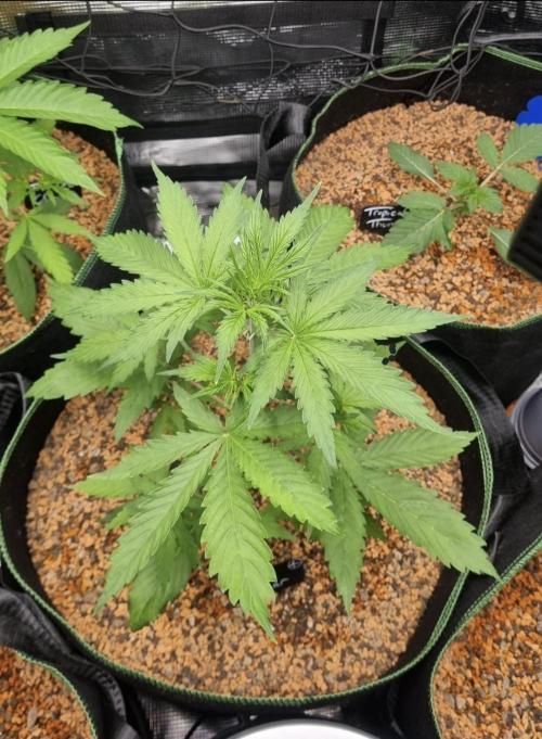 Seed Supplier Project. Week 4