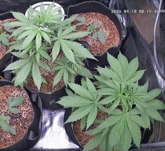 Seed Supplier Project. Week 4