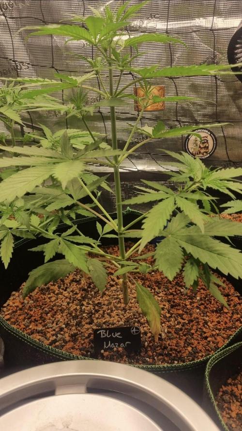 Seed Supplier Project. Week 4