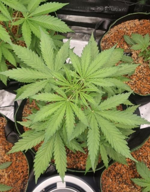 Seed Supplier Project. Week 4