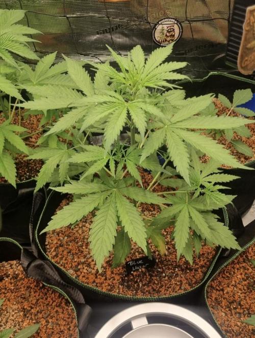 Seed Supplier Project. Week 4