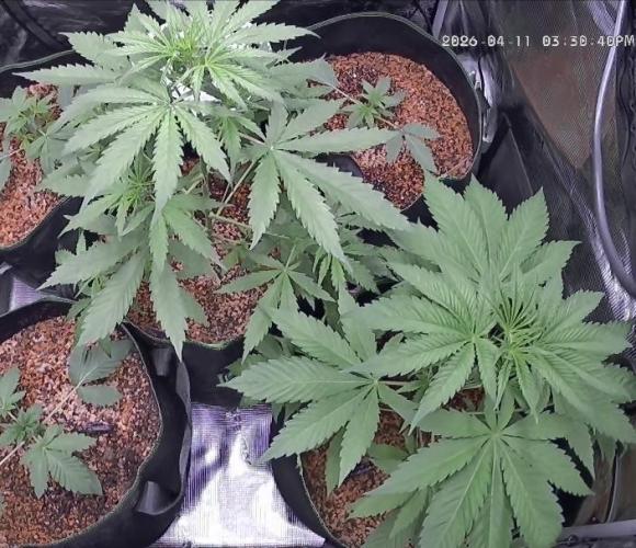 Seed Supplier Project. Week 4