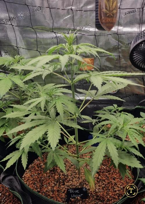 Seed Supplier Project. Week 4
