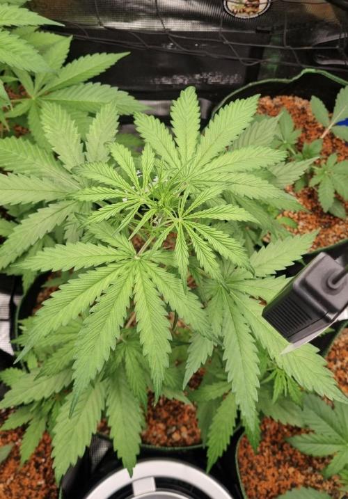 Seed Supplier Project. Week 4