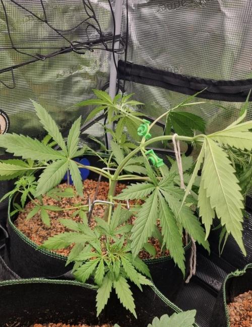 Seed Supplier Project. Week 4
