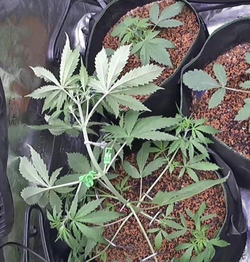 Seed Supplier Project. Week 4