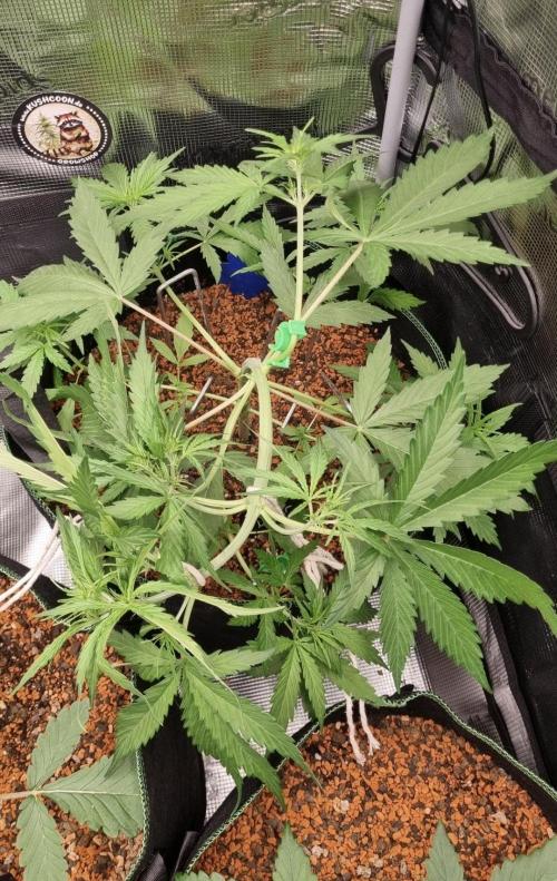 Seed Supplier Project. Week 4