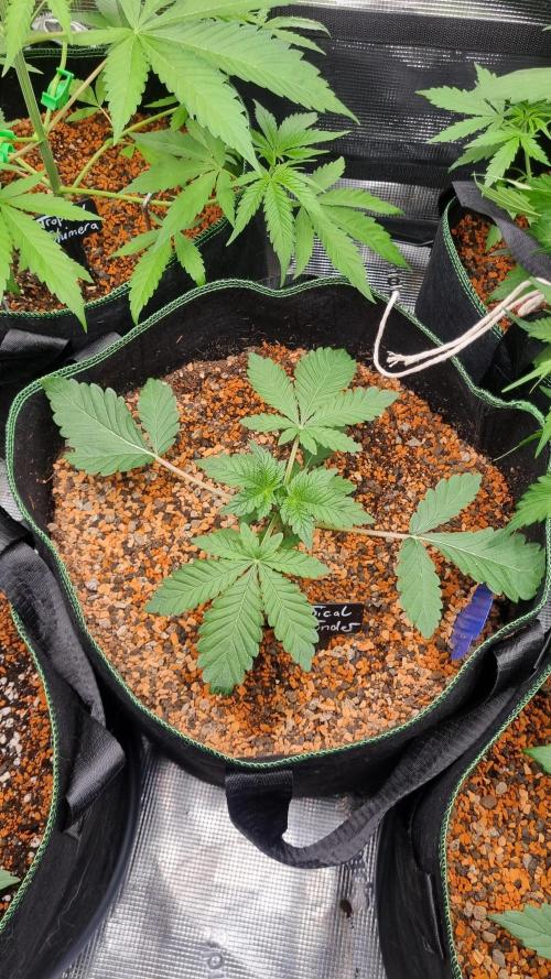 Seed Supplier Project. Week 3
