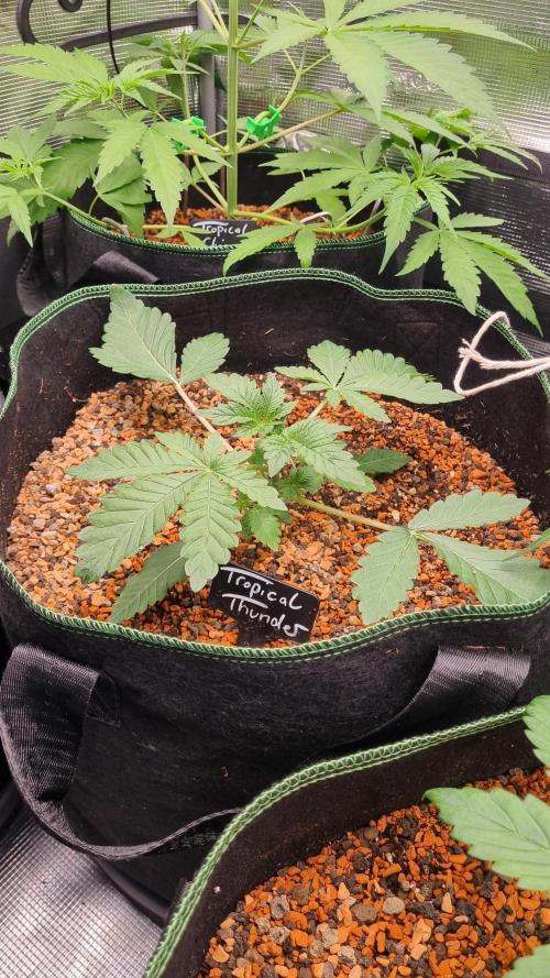 Seed Supplier Project. Week 3