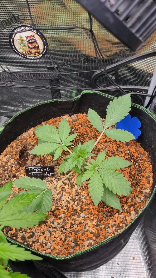 Seed Supplier Project. Week 3
