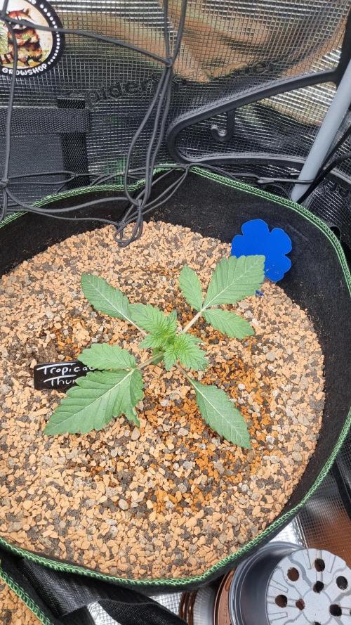 Seed Supplier Project. Week 3