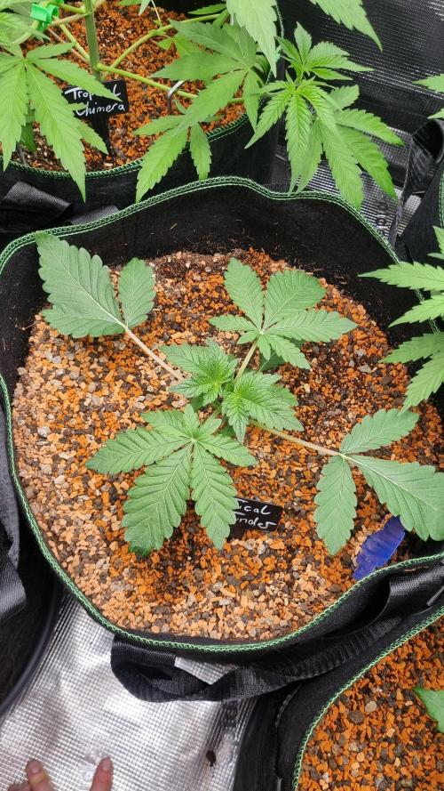 Seed Supplier Project. Week 3