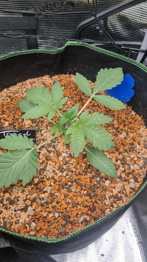Seed Supplier Project. Week 3