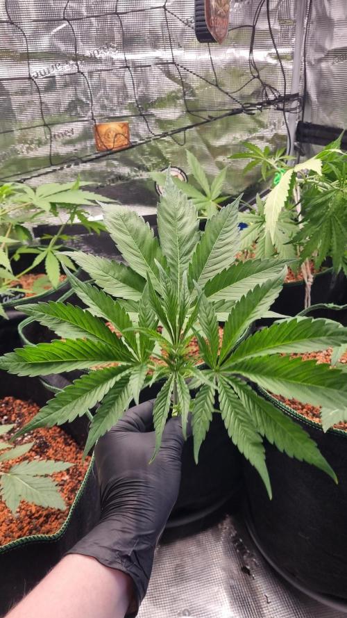 Seed Supplier Project. Week 4