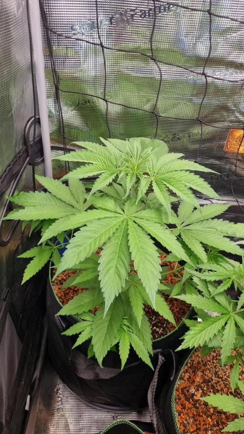Seed Supplier Project. Week 4