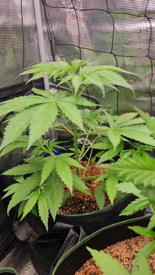 Seed Supplier Project. Week 4