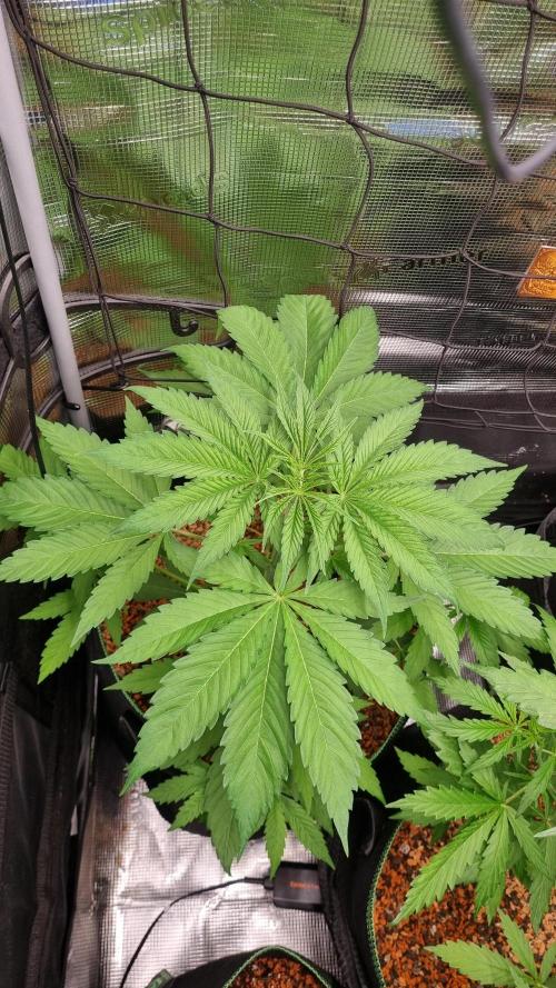 Seed Supplier Project. Week 4