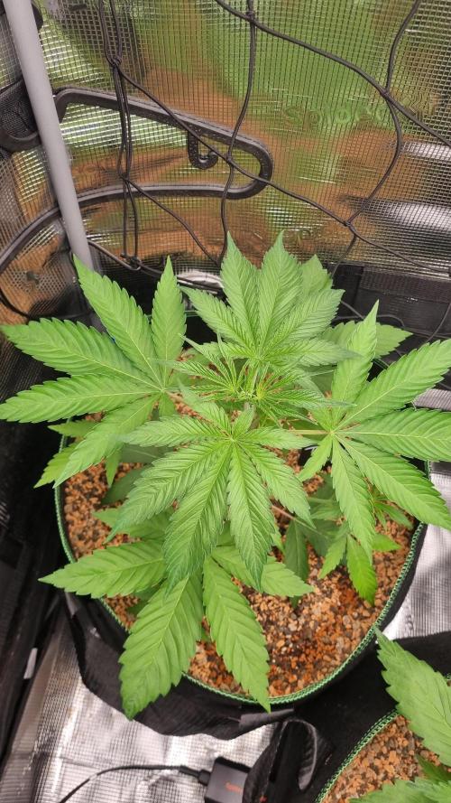 Seed Supplier Project. Week 4