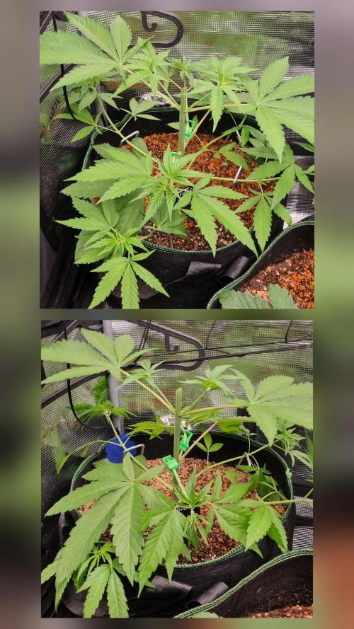Seed Supplier Project. Week 4 - *unten Samstag
*oben Sonntag 