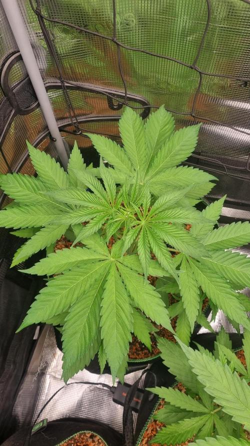 Seed Supplier Project. Week 4