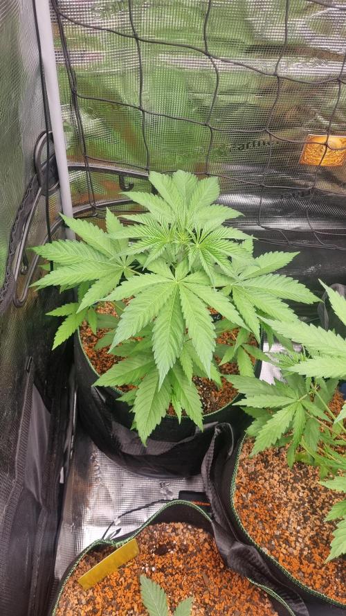 Seed Supplier Project. Week 4