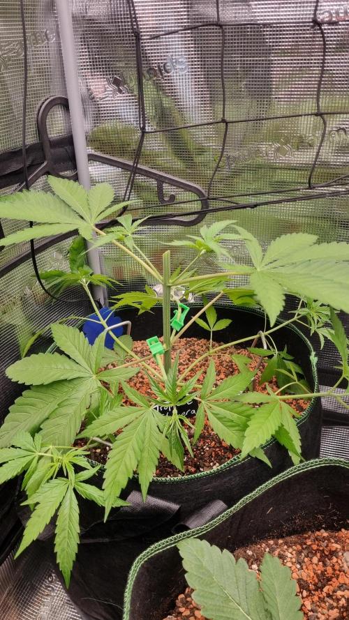 Seed Supplier Project. Week 4