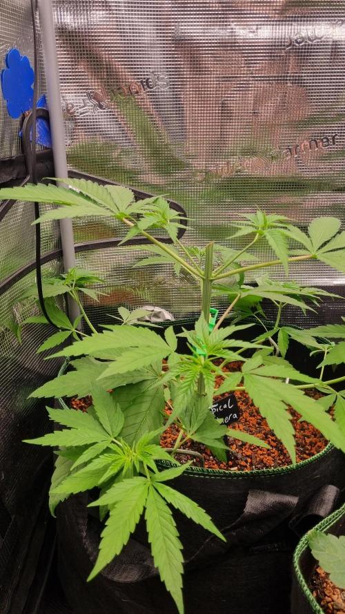 Seed Supplier Project. Week 4