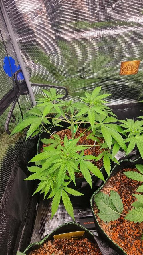 Seed Supplier Project. Week 5